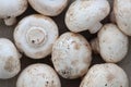 Fresh large field mushrooms Royalty Free Stock Photo