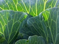 Fresh large green cabbage leaves with veins