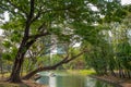 Fresh large green trees beside the canal in park