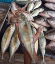 Fresh Large Mackerel held in Hand assorted fresh fishes cut and whole lay in the background