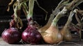 Fresh large onion yellow and purple onions on a very old oak wooden board outdoors. Perennial herb of the Onion family, a
