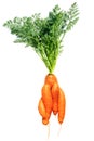 Fresh large red carrots of an unusual form on a white background. Fancy kind of vegetables