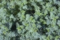 Fresh large ruta herb Ruta Graveolens background