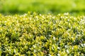 Fresh Laurel Bush Leaves