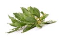 Fresh Laurel leaves branch