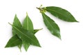 Fresh Laurel leaves isolated on white background. Green bay leaf. Top view. Flat lay. Royalty Free Stock Photo