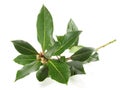 Fresh Laurel Twig on white Background - Isolated