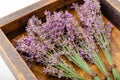 Fresh lavender flower bouquets are dried in wooden box. Bunches of lavender flowers dry. Apothecary herbs for lavender Royalty Free Stock Photo