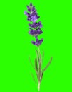 Fresh lavender flower green chroma key background. Simply to isolate
