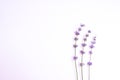 Fresh lavender flowers arranged on a white background. Lavender flowers mock up. Copy space. Minimal background concept. Royalty Free Stock Photo