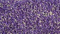 Fresh lavender flowers as background, top view. Lavender seeds Royalty Free Stock Photo