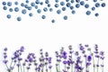 Fresh lavender flowers and blueberries on a white background. Lavender flowers and blueberries mock up. Copy space. Royalty Free Stock Photo