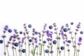 Fresh lavender flowers and blueberries on a white background. Lavender flowers and blueberries mock up. Copy space. Royalty Free Stock Photo