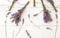 Fresh lavender flowers and bouquets are dried on white wooden background. Bunches of lavender flowers dry. Apothecary herbs for Royalty Free Stock Photo