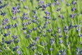 Fresh lavender flowers closeup on blurred green floral background Royalty Free Stock Photo