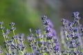 Fresh lavender flowers closeup on blurred multicolored  floral background Royalty Free Stock Photo