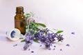 fresh lavender flowers and essential herbal oil in a glass bottle on light rose wood, copy space, close up Royalty Free Stock Photo