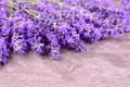 Fresh lavender flowers and gray table. Close-up. Royalty Free Stock Photo