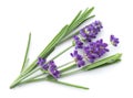 Fresh Lavender Flowers Isolated Over White Background Royalty Free Stock Photo