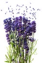 Fresh lavender flowers isolated on white