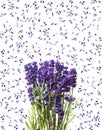 Fresh lavender flowers isolated on white