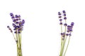 Lavender flowers isolated on white background. Close up. Space for text Royalty Free Stock Photo