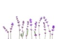 Fresh lavender flowers on a white background. Lavender flowers mock up. Copy space. Royalty Free Stock Photo