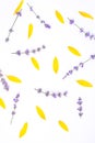 Fresh lavender flowers and yellow sunflower leaves arranged on a white background. Summer flowers mock up. Copy space