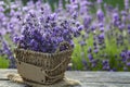 Fresh lavender over wooden Summer background