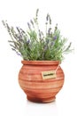 Fresh lavender plant