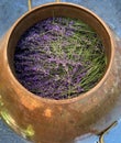 Fresh lavender ready for distilling in copper pot Royalty Free Stock Photo