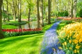 fresh lawn with flowers Royalty Free Stock Photo