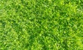 Fresh lawn grass. Grass golf courses green lawn pattern texture. Green grass texture background. Top view of grass in garden. Lawn Royalty Free Stock Photo