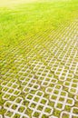 Lawn grass Royalty Free Stock Photo