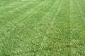 Fresh lawn stripes on country life backyard