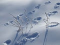 Fresh layer of snow covered the branches of shrubs and blades of grass, the change of season, the beginning of winter Royalty Free Stock Photo
