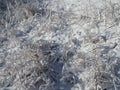 Fresh layer of snow covered the branches of shrubs and blades of grass, the change of season, the beginning of winter Royalty Free Stock Photo