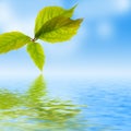 Fresh leaf, blue sky and shine water surface