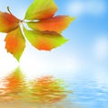 Fresh leaf, blue sky and shine water surface Royalty Free Stock Photo