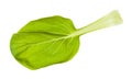 Fresh leaf of bok choy pak choi Chinese cabbage