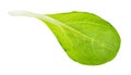 Fresh leaf of corn salad mache cutout on white Royalty Free Stock Photo