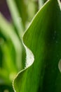 Fresh leaf of garden flowering plant in sunlight in springtime close-up photography. Royalty Free Stock Photo