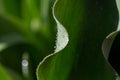 Fresh leaf of garden flowering plant in sunlight in springtime close-up photography. Royalty Free Stock Photo