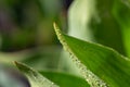 Fresh leaf of garden flowering plant in sunlight in springtime close-up photography. Royalty Free Stock Photo