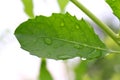 Fresh leaf, Green leaf with water droplets close up Royalty Free Stock Photo