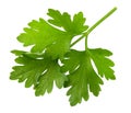 Fresh leaf of green parsley isolated on white background Royalty Free Stock Photo