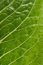 Fresh leaf green salad macro, texture, background. Royalty Free Stock Photo