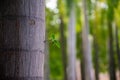 Fresh Leaf Growing on Tall Tree Trunk in Forest Royalty Free Stock Photo