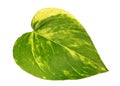 Fresh leaf from indoor decorative liana Scindapsus isolated macro Royalty Free Stock Photo