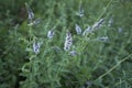 Mentha longifolia in bloom